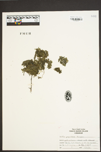 Wolffia papulifera image