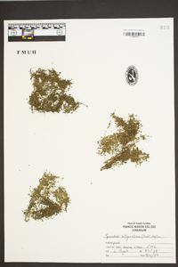 Spirodela punctata image