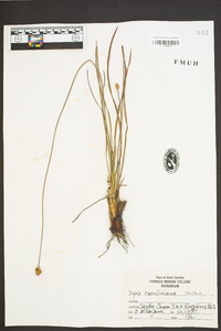 Xyris caroliniana image