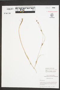 Rhynchospora leptocarpa image