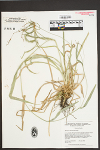 Scirpus divaricatus image