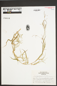 Scirpus divaricatus image