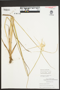 Rhynchospora latifolia image