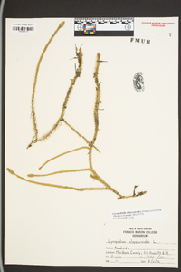 Lycopodiella alopecuroides image