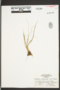 Isoëtes melanopoda image