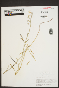 Lobelia glandulosa image