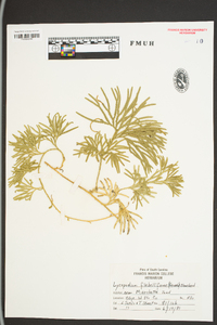 Lycopodium flabelliforme var. ambiguum image