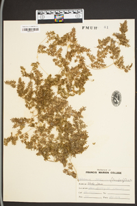 Lygodium japonicum image