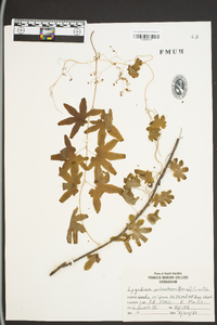 Lygodium palmatum image