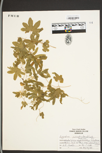 Lygodium palmatum image