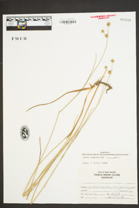 Juncus scirpoides image