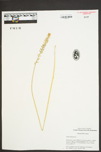 Aletris farinosa image