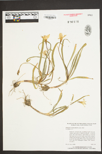 Ipheion uniflorum image