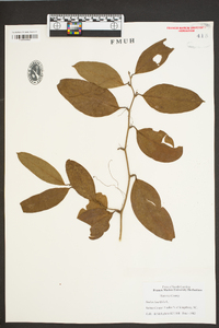 Smilax laurifolia image