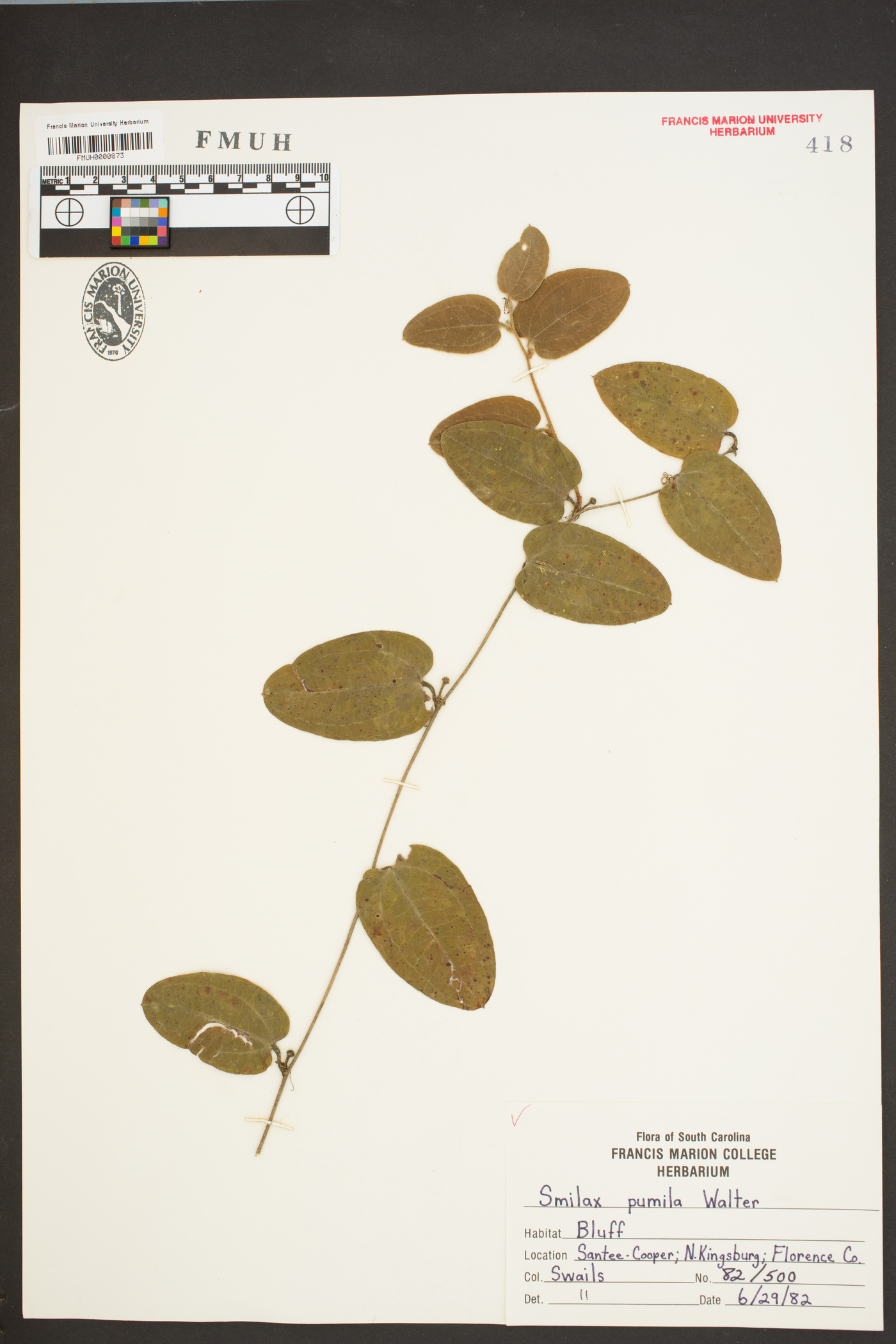 Smilax pumila image