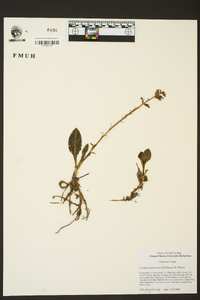 Goodyera pubescens image