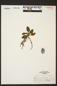 Goodyera pubescens image