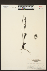 Spiranthes praecox image