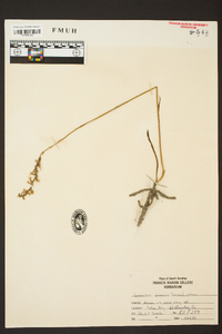 Spiranthes praecox image