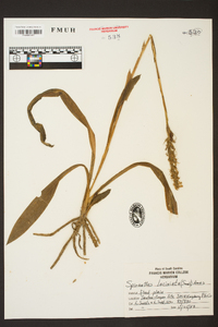 Spiranthes laciniata image