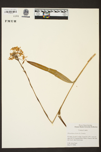 Platanthera ciliaris image