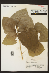 Populus heterophylla image