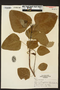 Populus heterophylla image