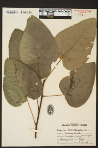 Populus heterophylla image