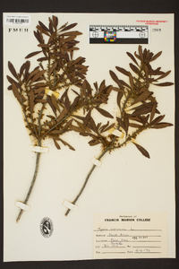 Myrica cerifera image