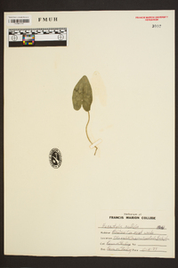 Hexastylis arifolia image