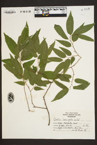 Celtis laevigata image