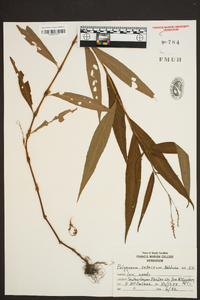 Polygonum setaceum image