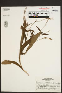 Polygonum setaceum image