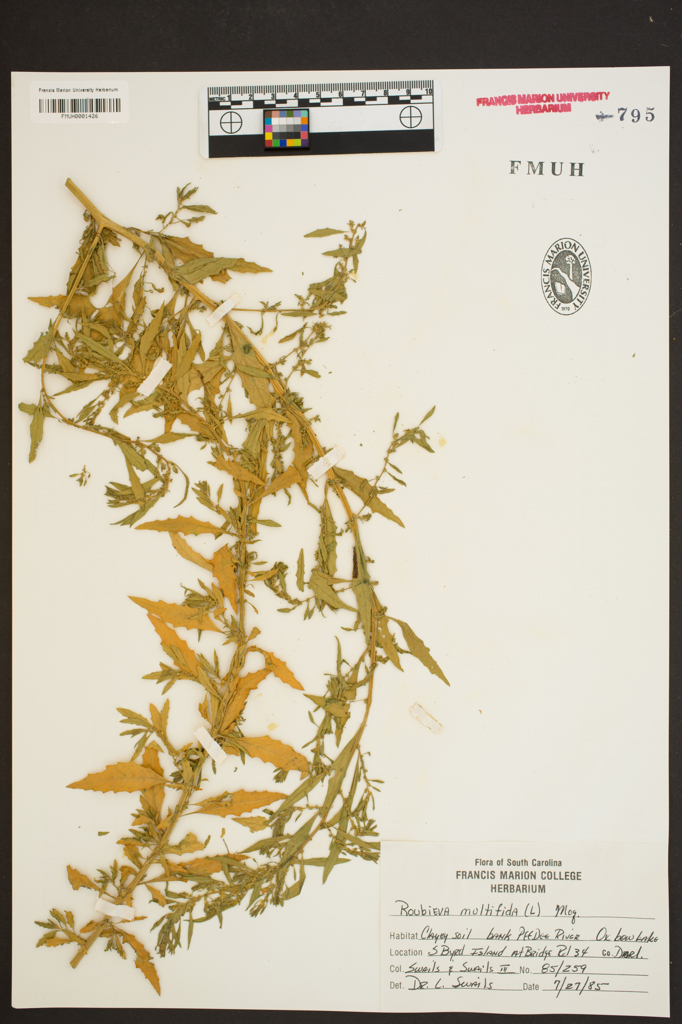 Chenopodium multifidum image