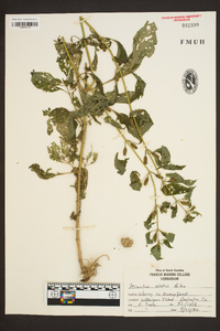 Mimulus alatus image