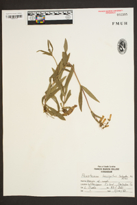 Penstemon laevigatus image