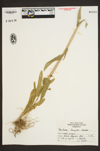 Penstemon laevigatus image