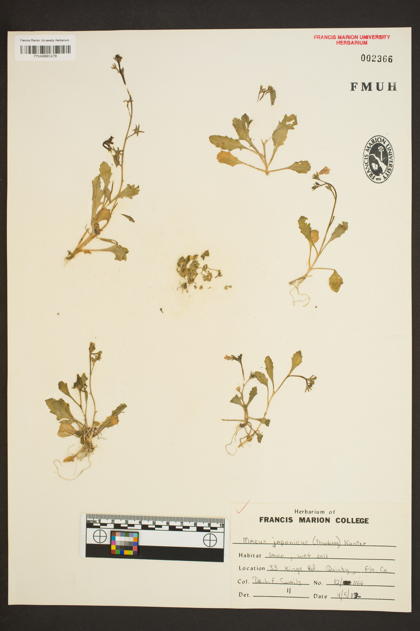Mazus japonicus image
