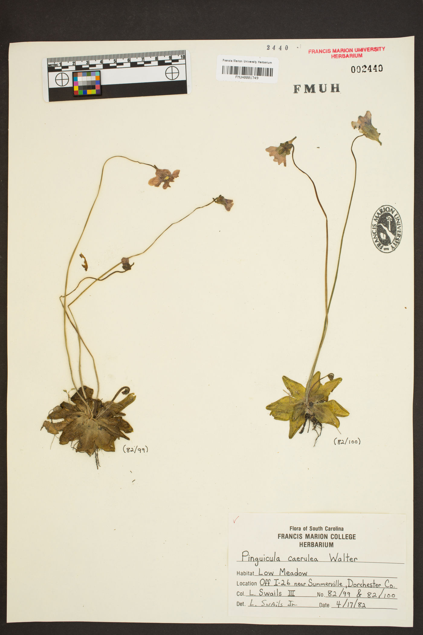 Pinguicula caerulea image