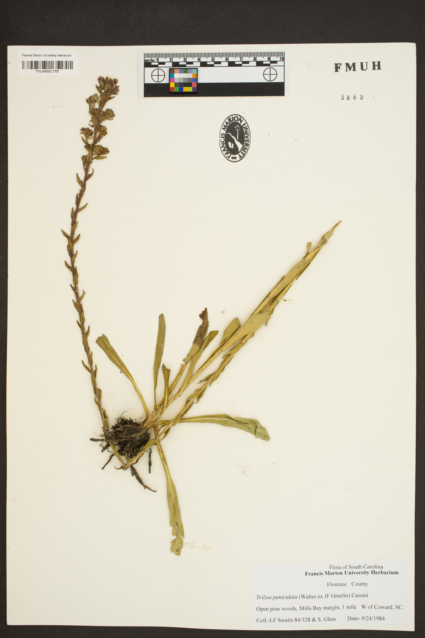 Trilisa paniculata image