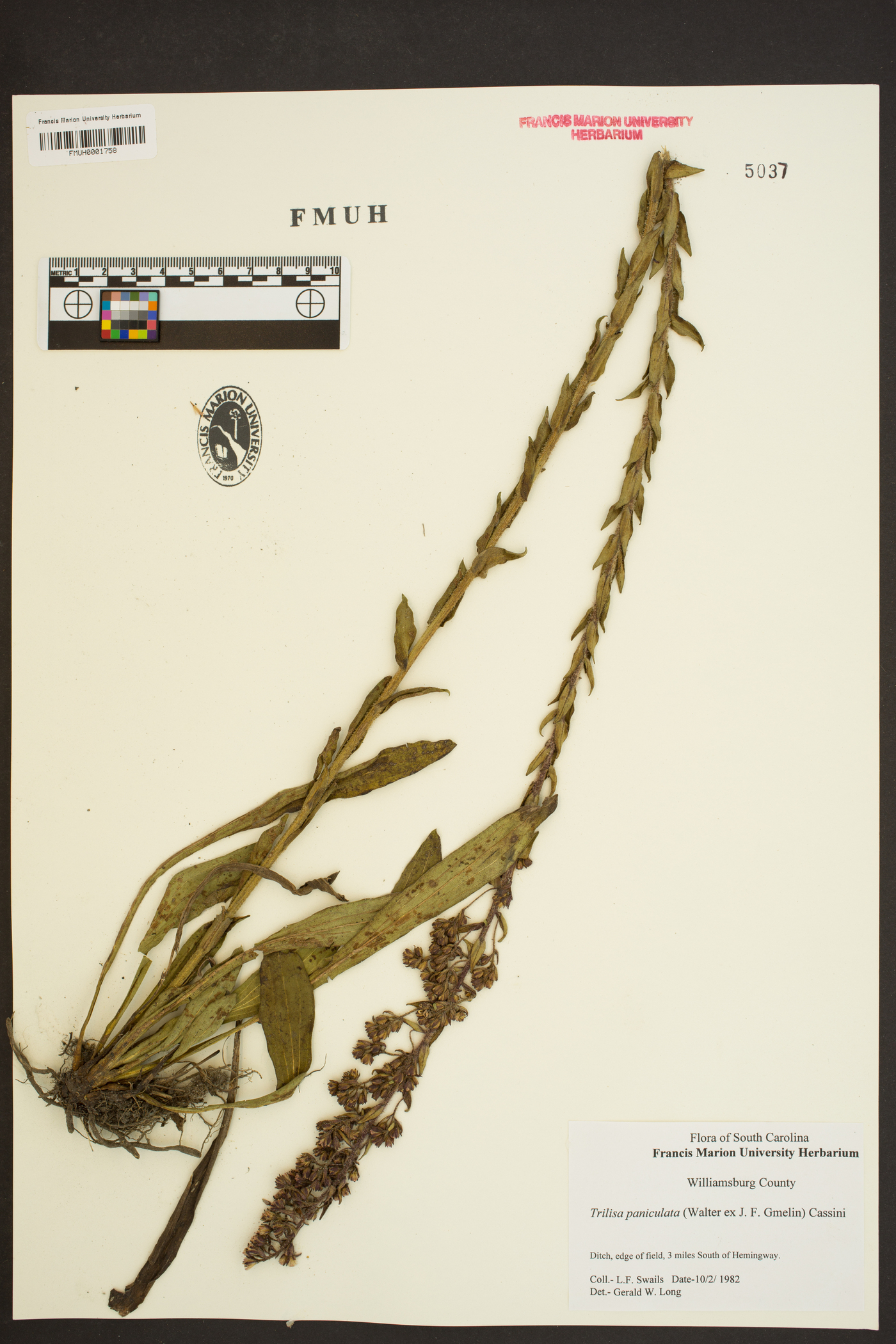 Trilisa paniculata image