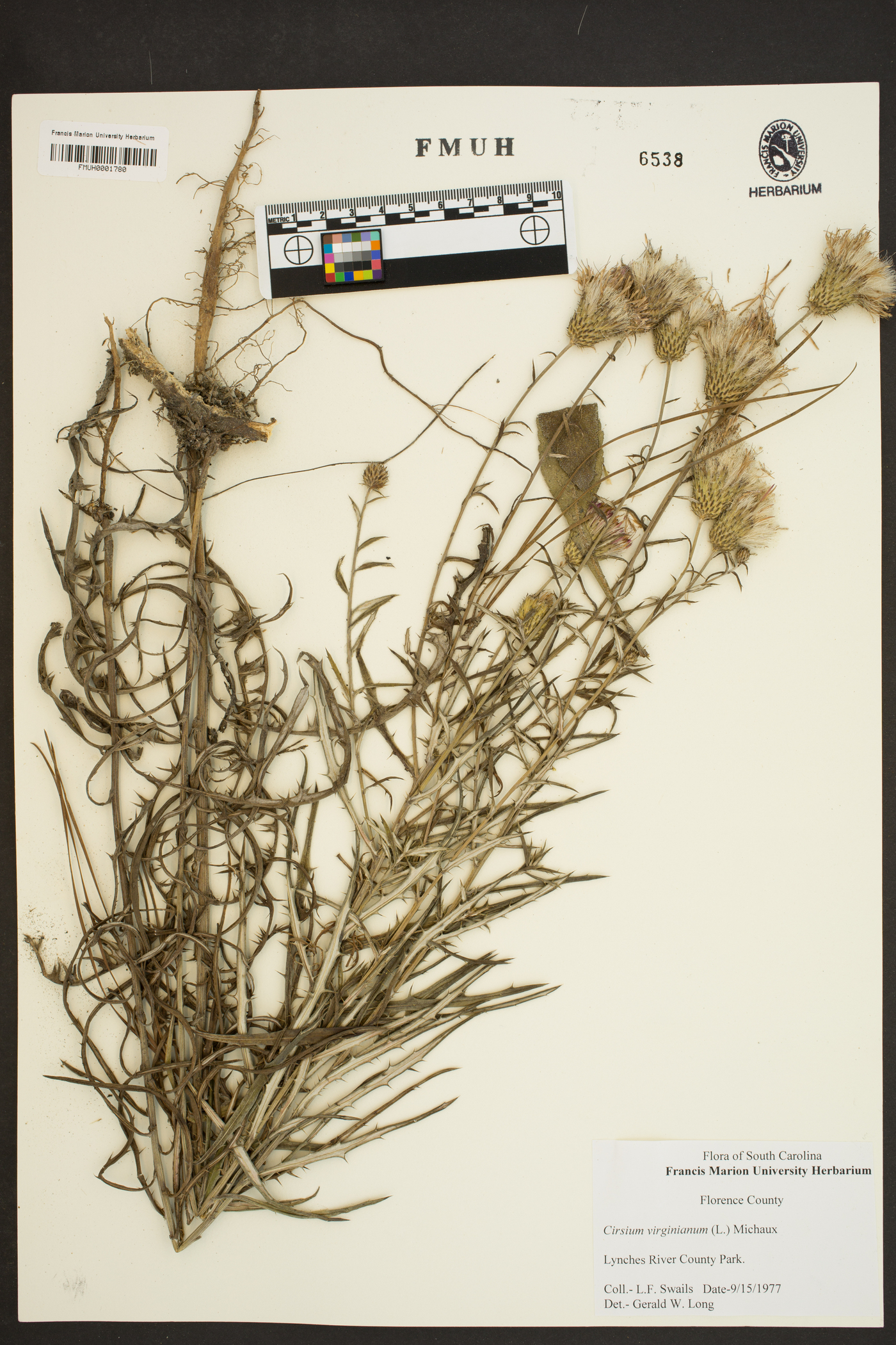 Cirsium virginianum image