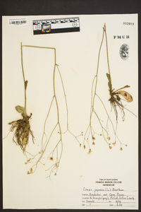 Youngia japonica image