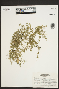 Galium hispidulum image