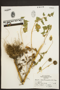 Helianthus debilis image