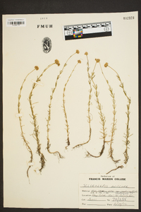 Sclerolepis uniflora image