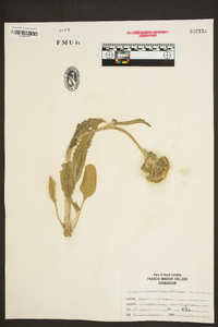 Packera tomentosa image