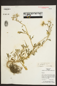 Senecio vulgaris image