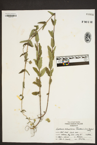 Eupatorium rotundifolium var. saundersii image