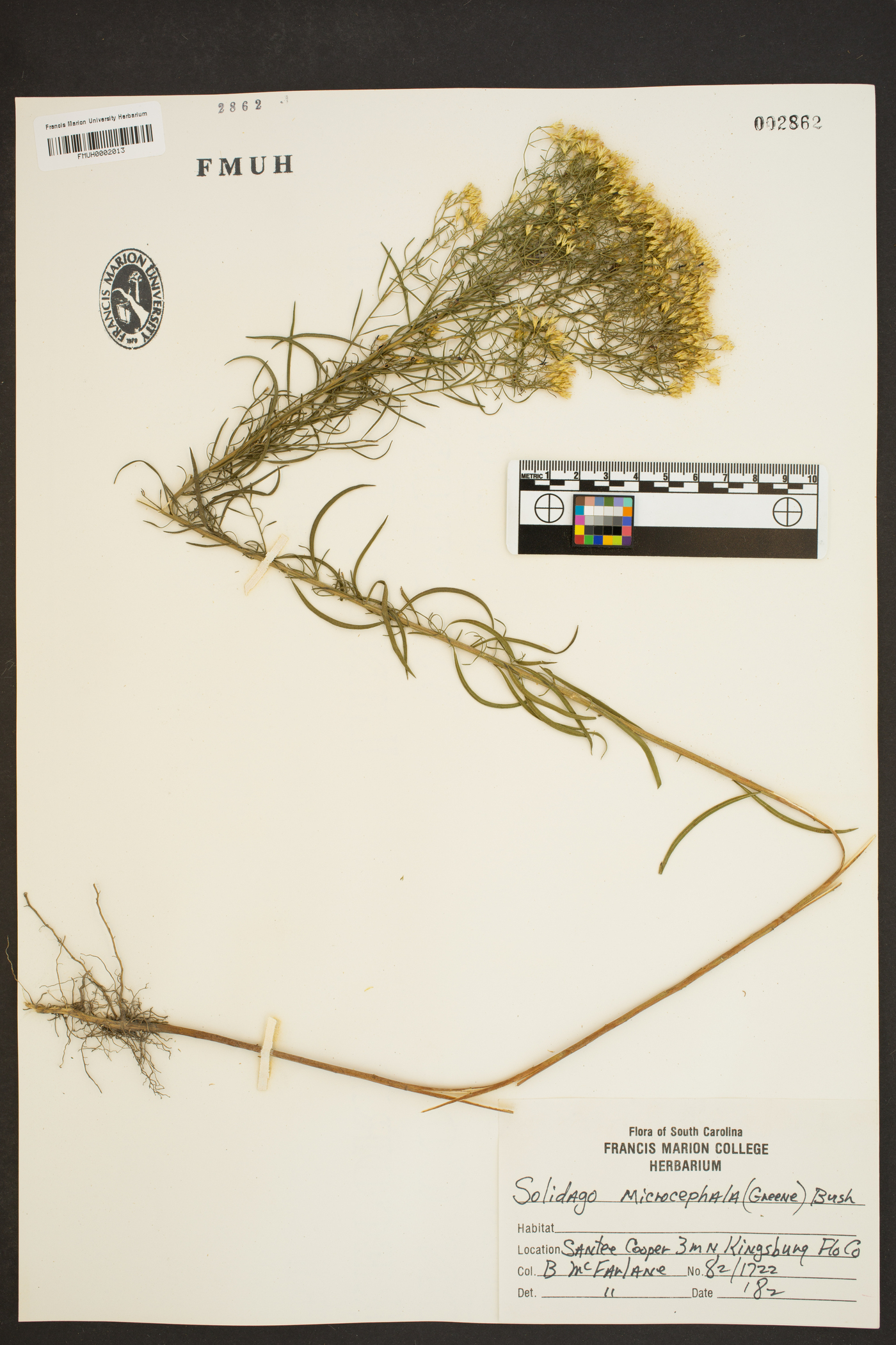 Solidago microcephala image